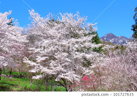The cherry blossoms of Kosha Shrine, the cherry blossoms of Shinshu, and the colored paper made up of flowers and plants 101727635