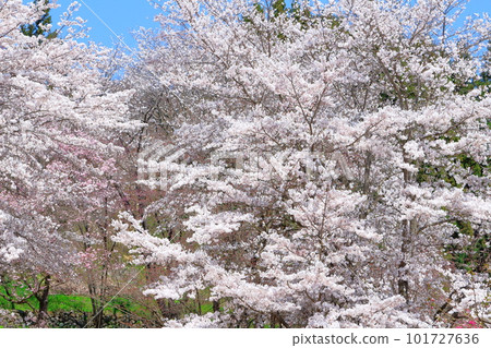 The cherry blossoms of Kosha Shrine, the cherry blossoms of Shinshu, and the colored paper made up of flowers and plants The cherry blossoms of Kosha Shrine, the cherry blossoms of Shinshu, and the colored paper made up of flowers and plants 101727636