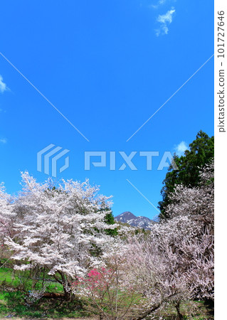 甲社神社的櫻花、信州的櫻花、花草拼成的彩紙 甲社神社的櫻花、信州的櫻花、花草拼成的彩紙 101727646