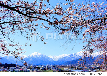 甲社神社的櫻花、信州的櫻花、花草拼成的彩紙 101727659