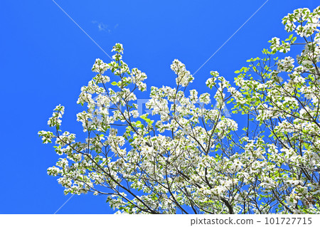 White-flowered dogwood that shines in the blue sky White-flowered dogwood that shines in the blue sky 101727715