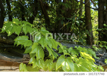 Ivy shoots and young leaves Ivy shoots and young leaves 101727740
