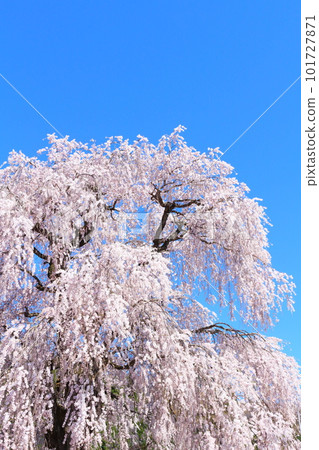 高山村的櫻花、信州的櫻花、用花草做成的彩紙 101727871
