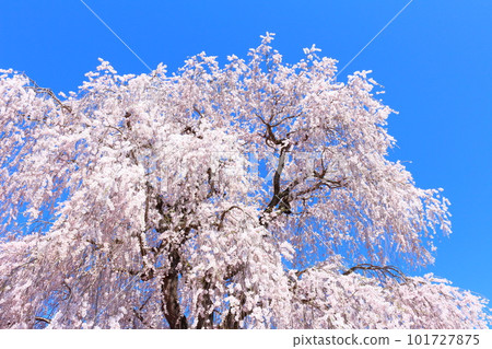 Cherry blossoms in Takayama Village, cherry blossoms in Shinshu, colored paper made up of flowers and plants Cherry blossoms in Takayama Village, cherry blossoms in Shinshu, colored paper made up of flowers and plants 101727875