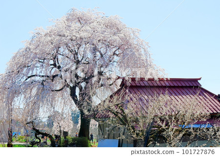 Cherry blossoms in Takayama Village, cherry blossoms in Shinshu, colored paper made up of flowers and plants Cherry blossoms in Takayama Village, cherry blossoms in Shinshu, colored paper made up of flowers and plants 101727876