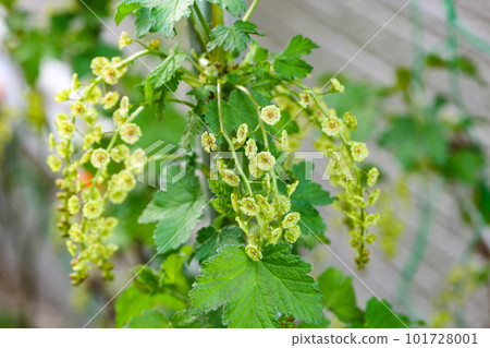 Early spring tassel currant flower A currant flower whose petals curl back and make it easier to attract insects 101728001