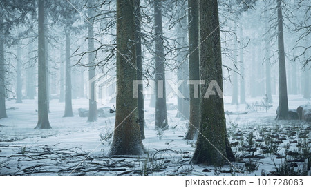 Tall trees in snow caps and in fog Tall trees in snow caps and in fog 101728083