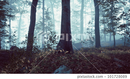 Misty morning in the woods with rays of light Misty morning in the woods with rays of light 101728089