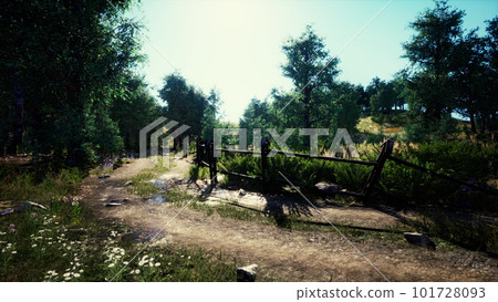 Forest road through a green summer forest in northern Sweden 101728093
