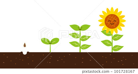 向日葵從種子到開花的過程 向日葵從種子到開花的過程 101728167