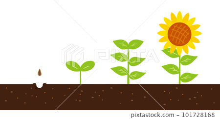 Sunflower tallness process From seed to flower 101728168