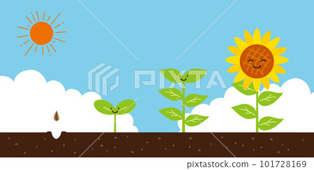 Sunflower tallness process From seed to flower 101728169