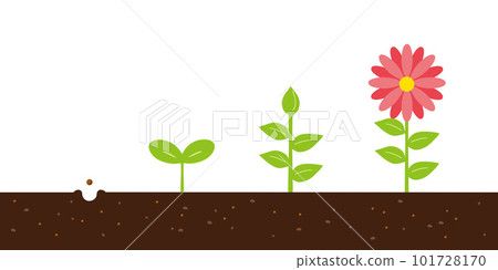 Growth process of pink flowers From seeds to flowers 101728170