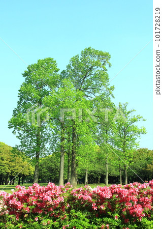杜鵑花、新綠和藍天的初夏風景 101728219
