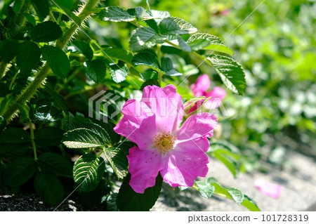 Hamanus flowers 101728319