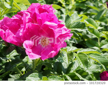 Hamanus flowers Hamanus flowers 101728320