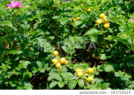 Hamanas fruit Hamanas fruit 101728325