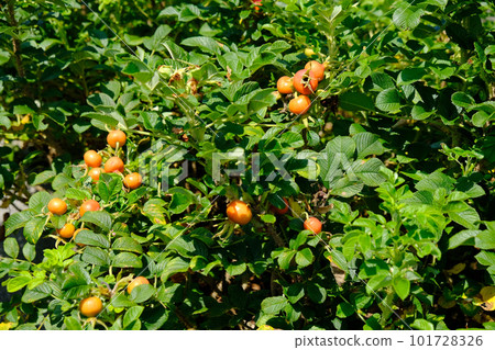 Hamanas fruit Hamanas fruit 101728326