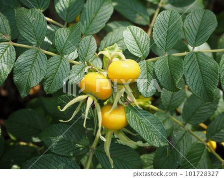 Hamanas fruit Hamanas fruit 101728327