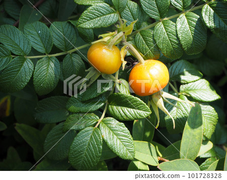 Hamanas fruit Hamanas fruit 101728328