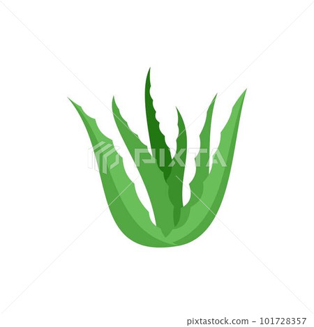 Green aloe vera icon. Flat illustration of green aloe vera vector icon for web isolated on white 101728357