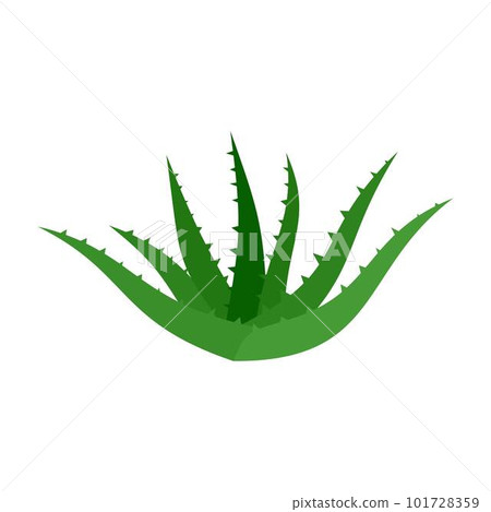 Aloe vera icon. Flat illustration of aloe vera vector icon for web isolated on white Aloe vera icon. Flat illustration of aloe vera vector icon for web isolated on white 101728359