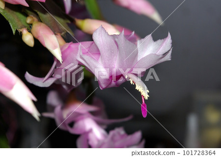 粉紅色的 Schlumbergera 仙人掌花 粉紅色的 Schlumbergera 仙人掌花 101728364