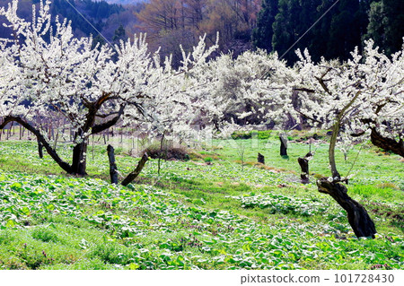 Miharashi Farm Road 花草交織的彩紙 Miharashi Farm Road 花草交織的彩紙 101728430