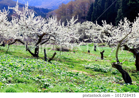 Miharashi Farm Road 花草交織的彩紙 101728435