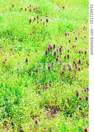 Miharashi Farm Road Colored paper interwoven with flowers and plants Miharashi Farm Road Colored paper interwoven with flowers and plants 101728453