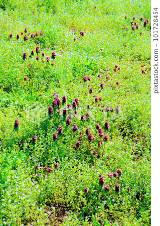 Miharashi Farm Road Colored paper interwoven with flowers and plants Miharashi Farm Road Colored paper interwoven with flowers and plants 101728454