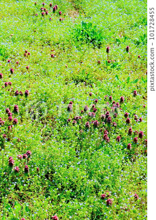 Miharashi Farm Road Colored paper interwoven with flowers and plants Miharashi Farm Road Colored paper interwoven with flowers and plants 101728455