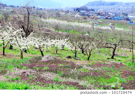 Miharashi Farm Road Colored paper interwoven with flowers and plants Miharashi Farm Road Colored paper interwoven with flowers and plants 101728474