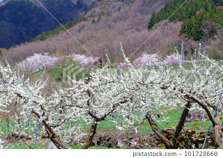 Miharashi Farm Road 花草交織的彩紙 Miharashi Farm Road 花草交織的彩紙 101728660