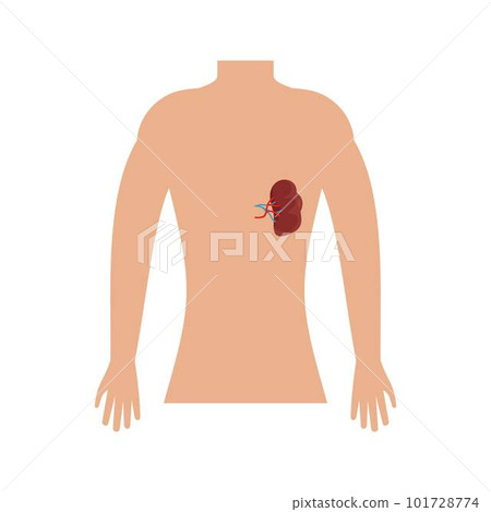 Human spleen icon. Flat illustration of human spleen vector icon for web isolated on white 101728774