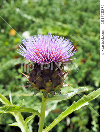 朝鮮薊花 101728873