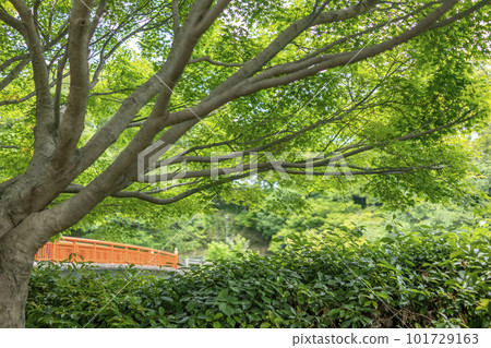 Tatsutagawa Park in the season of fresh greenery 101729163