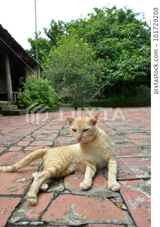 Duong Lam village near Hanoi, Vietnam Duong Lam village near Hanoi, Vietnam 101729208