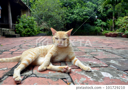 Duong Lam village near Hanoi, Vietnam 101729210