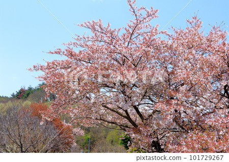 Shinshu in spring Colored paper interwoven with flowers and plants 101729267