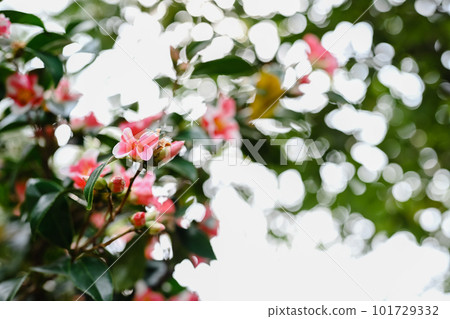 粉紅色的山茶花 101729332
