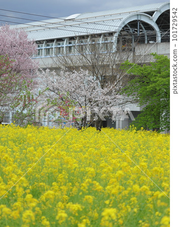 Spring scenery of cherry blossoms and rape blossoms Spring scenery of cherry blossoms and rape blossoms 101729542