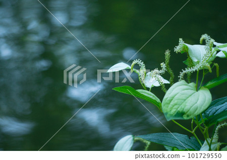 white flower half summer 101729550