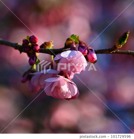 Beautiful spring background with nature. Colorful flowers in spring time. Flowering tree. Beautiful spring background with nature. Colorful flowers in spring time. Flowering tree. 101729596
