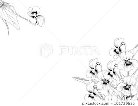 紫羅蘭花的黑白線描插圖框架 101729656
