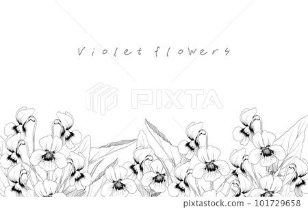 紫羅蘭花的黑白線描插圖框架 101729658