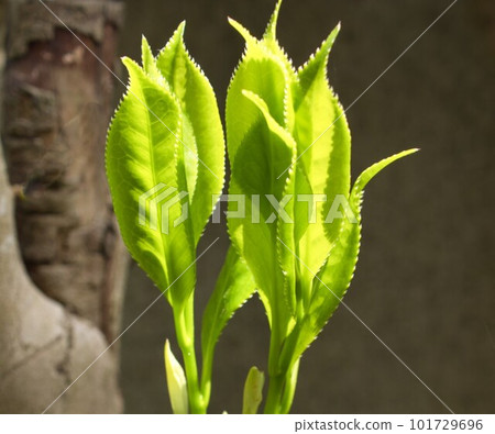 剛剛發芽的小嫩葉 101729696