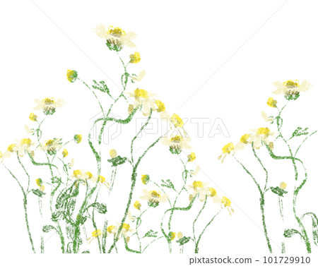 Illustration of white wildflowers 101729910