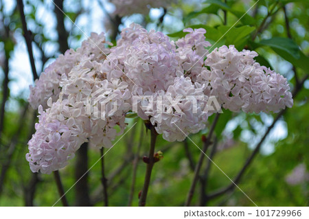 light purple lilac flower 1 light purple lilac flower 1 101729966