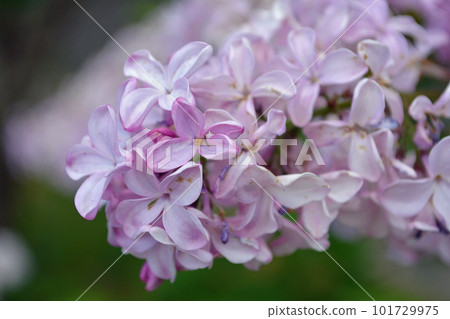 淺紫色丁香花9 101729975